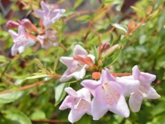 アベリアピンクA