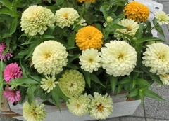 百日草01