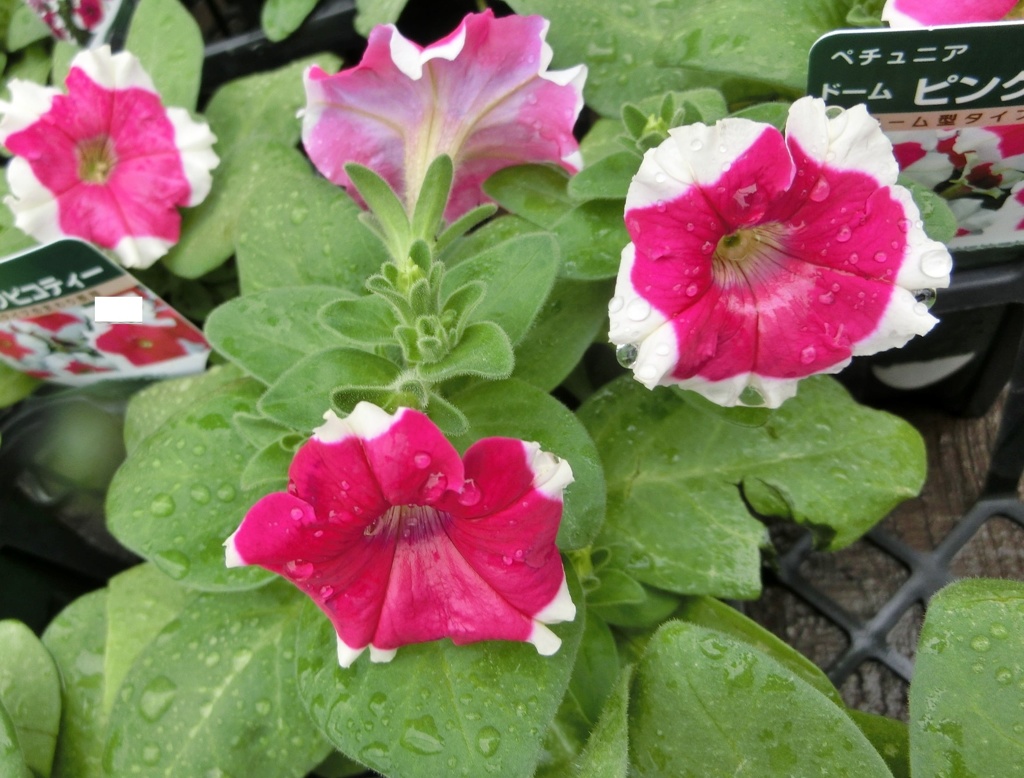 ドームピンクピコティーC