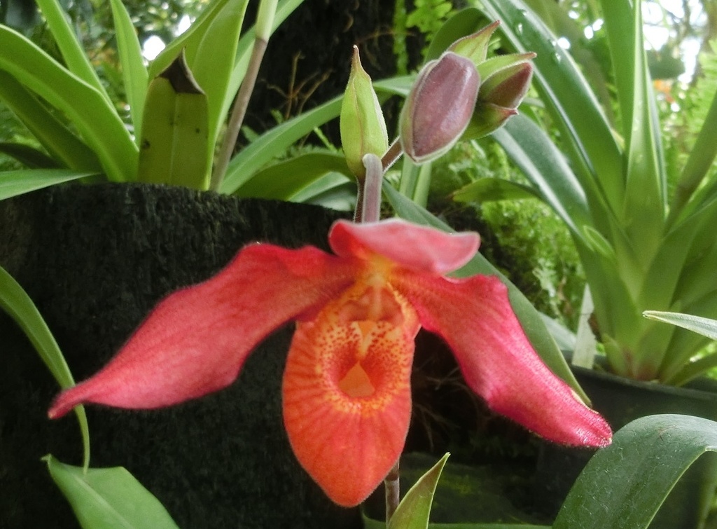 フラグミパディウム・アンデンファィア