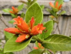 バーチェリア・ブバリナA