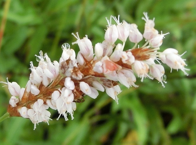 イブキトラノオC