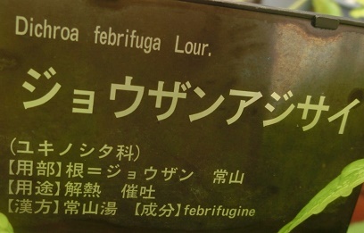 ジョウザンアジサイ花名札