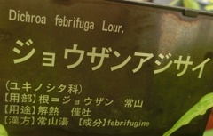 ジョウザンアジサイ花名札