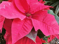 ポインセチアF