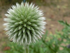 ルリタマアザミB