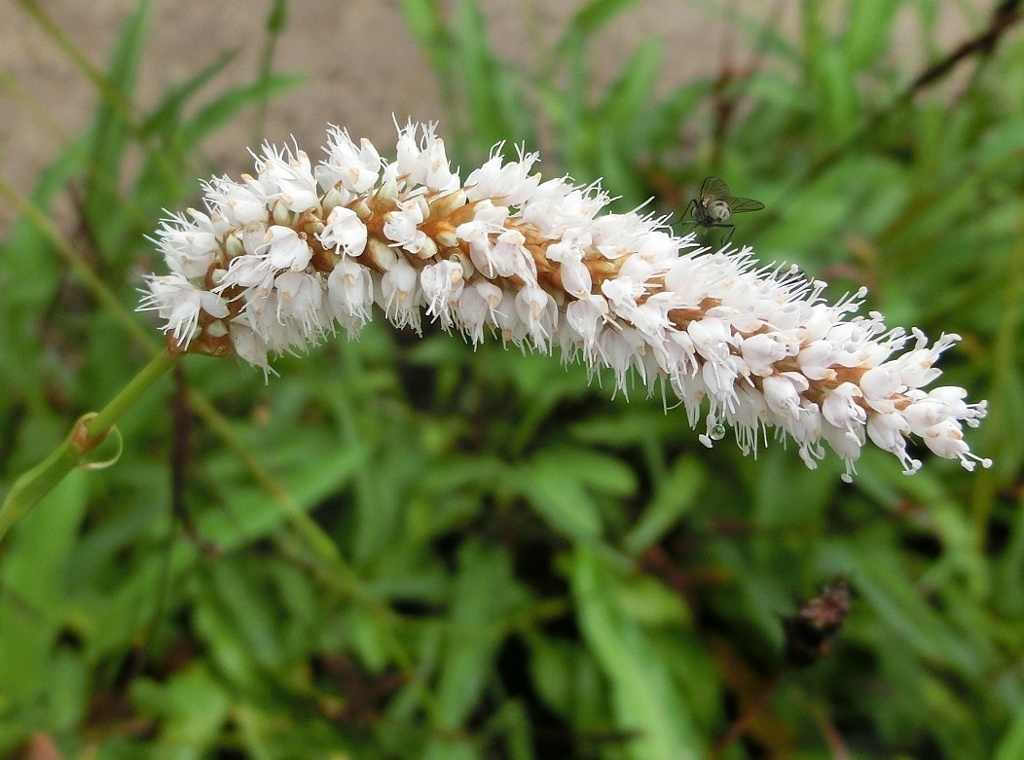 イブキトラノオB