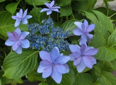 アジサイ28