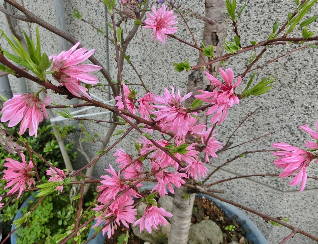 キクモモA