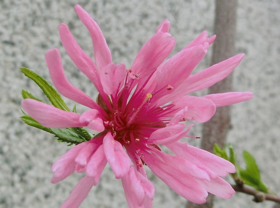 キクモモG