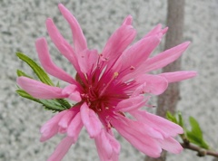 キクモモG