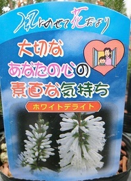ホワイトデライト名札