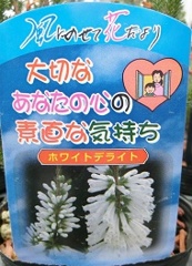 ホワイトデライト名札
