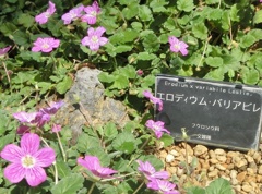 エロディウム・バリアビレA