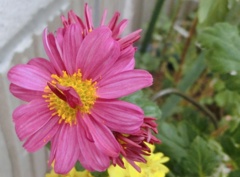 菊23