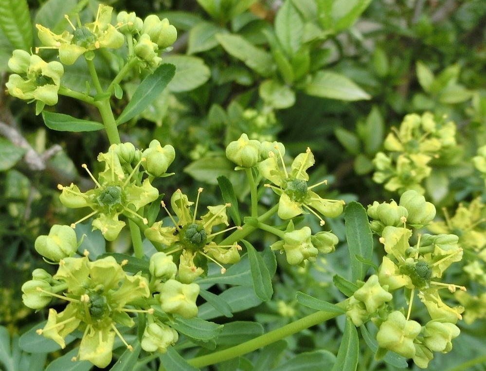 ヘンルーダ（別名・ルー）