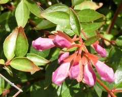 アベリアツボミ