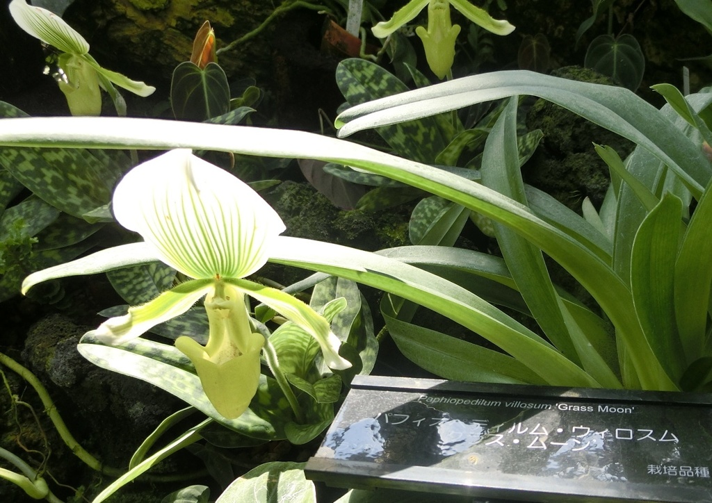 パフィオペディルム・ウィロスム