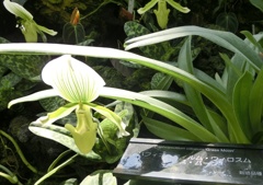 パフィオペディルム・ウィロスム