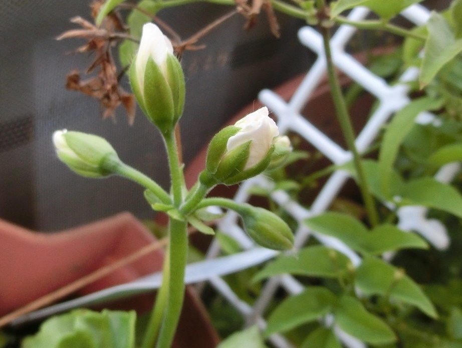 アイビーゼラニュームB