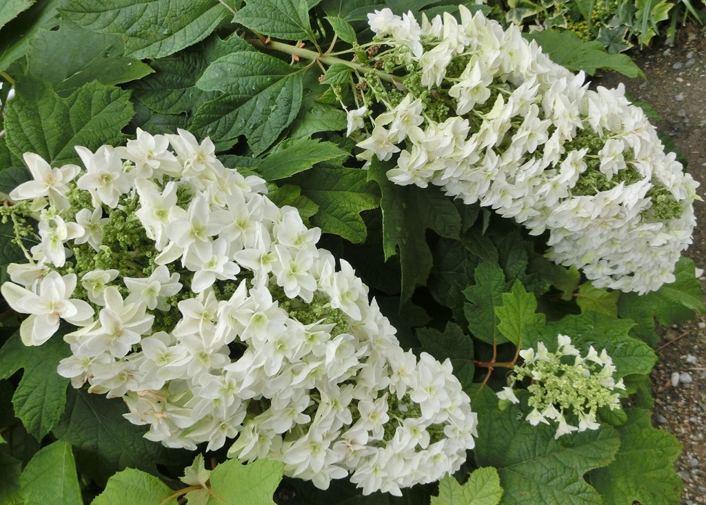 カシワバアジサイE