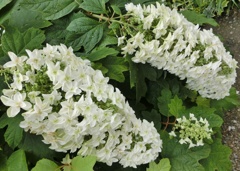 カシワバアジサイE