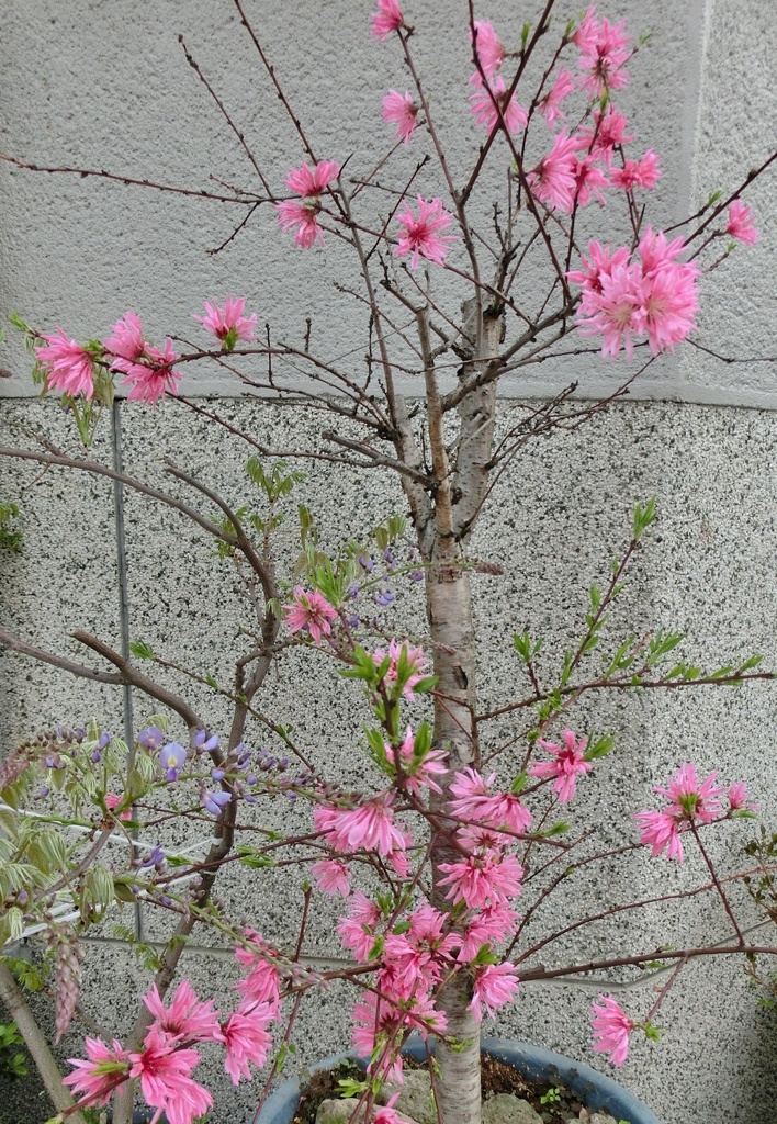 キクモモE