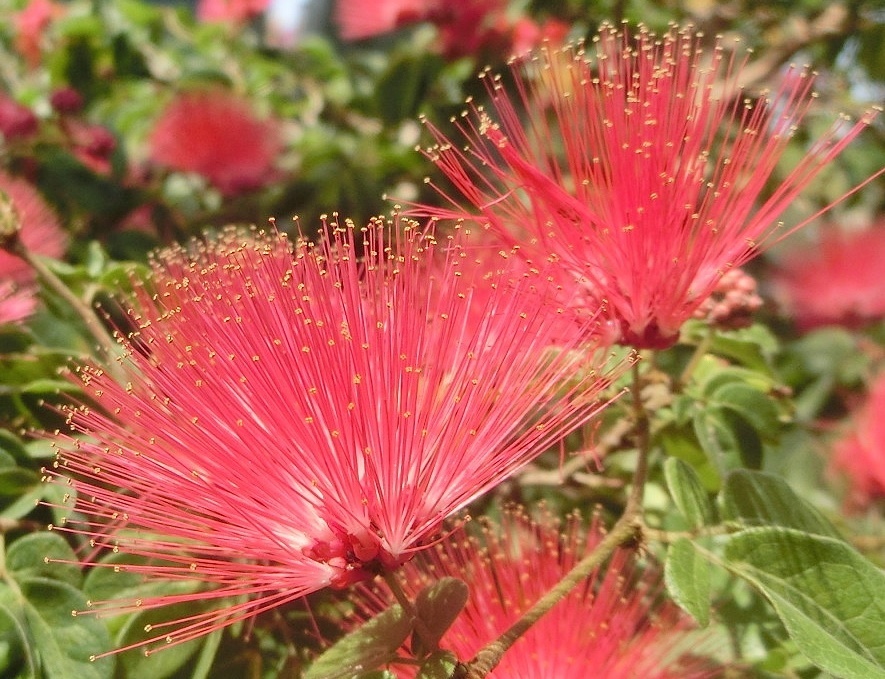 カリアンドラ・D