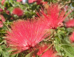 カリアンドラ・D