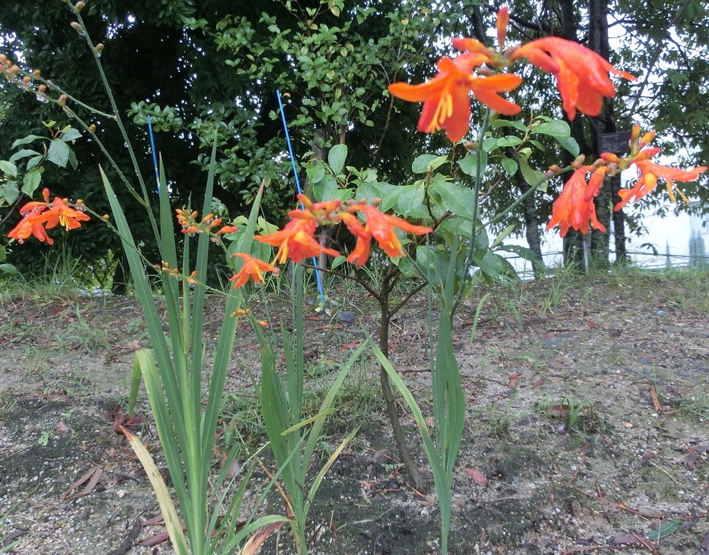 ヒメヒオウギズイセンB