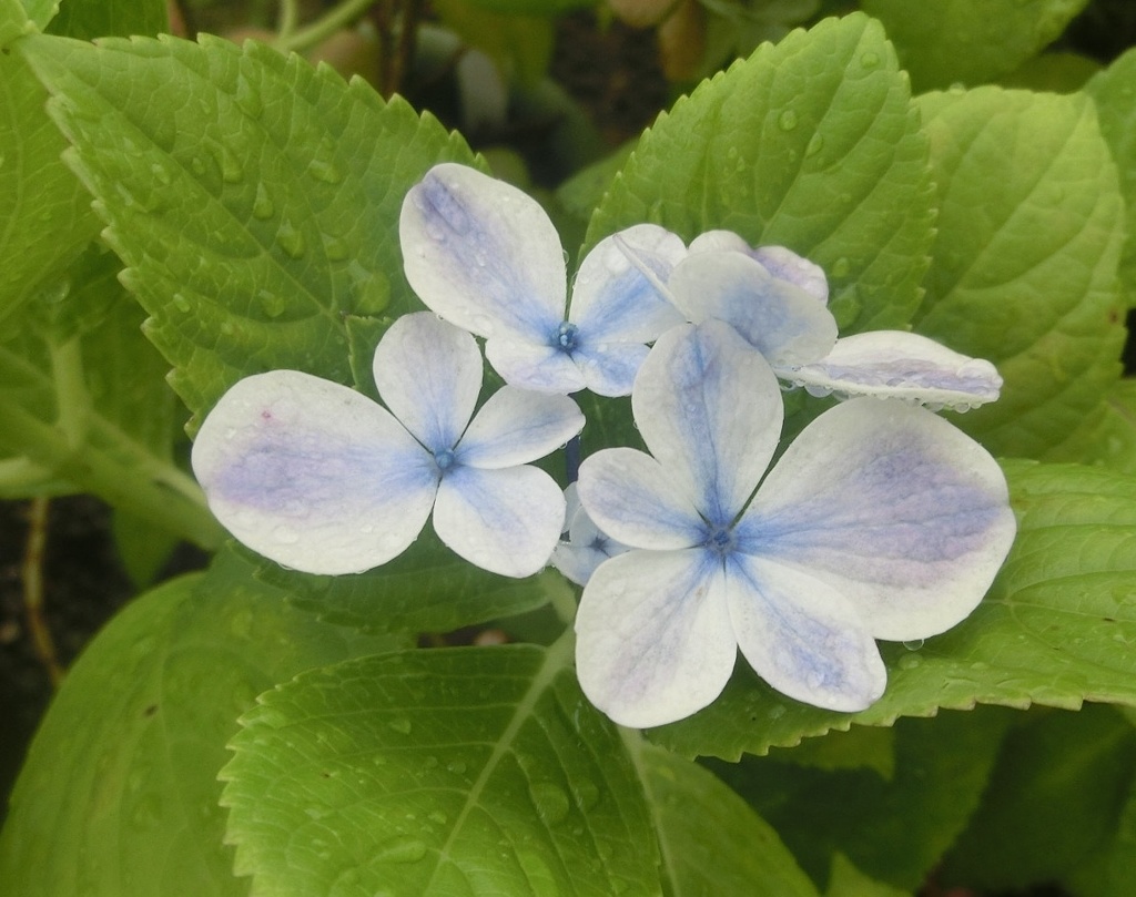 薬用園アジサイB