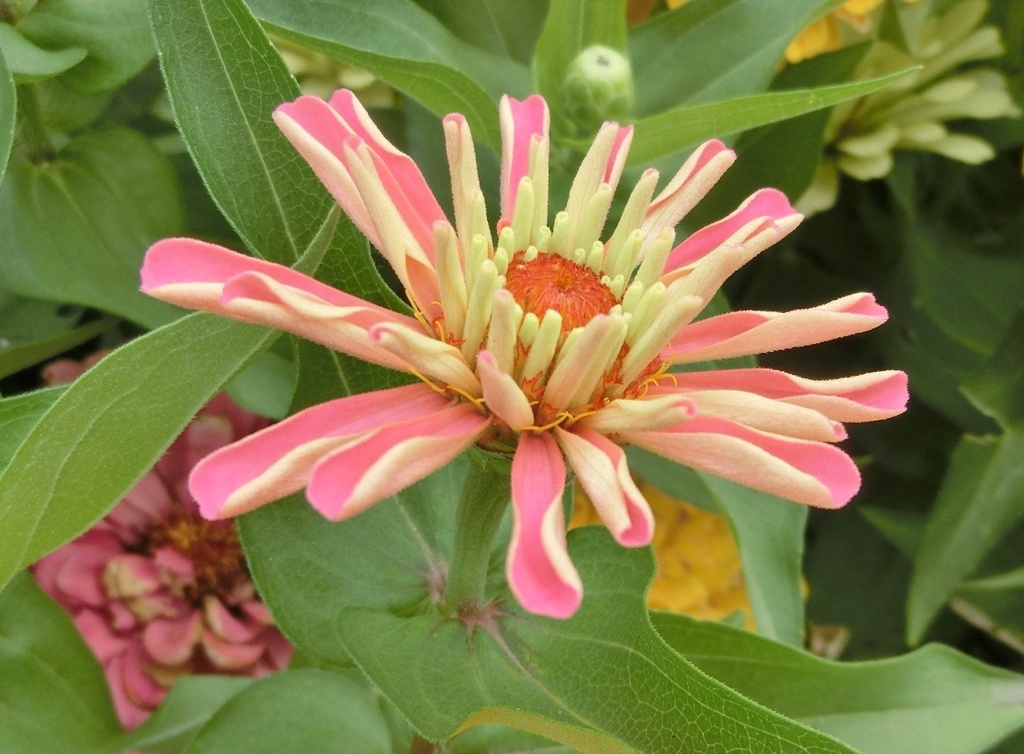 百日草13
