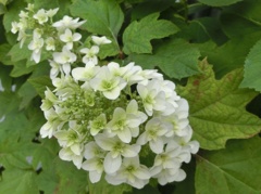 カシワバアジサイD