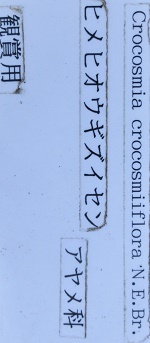 ヒメヒオウギズイセン花名札