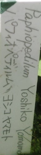 パフィオペディルム・ヨシコヤマモト花名札