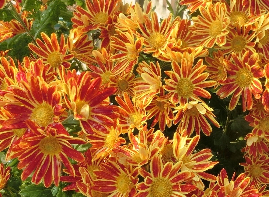 菊01