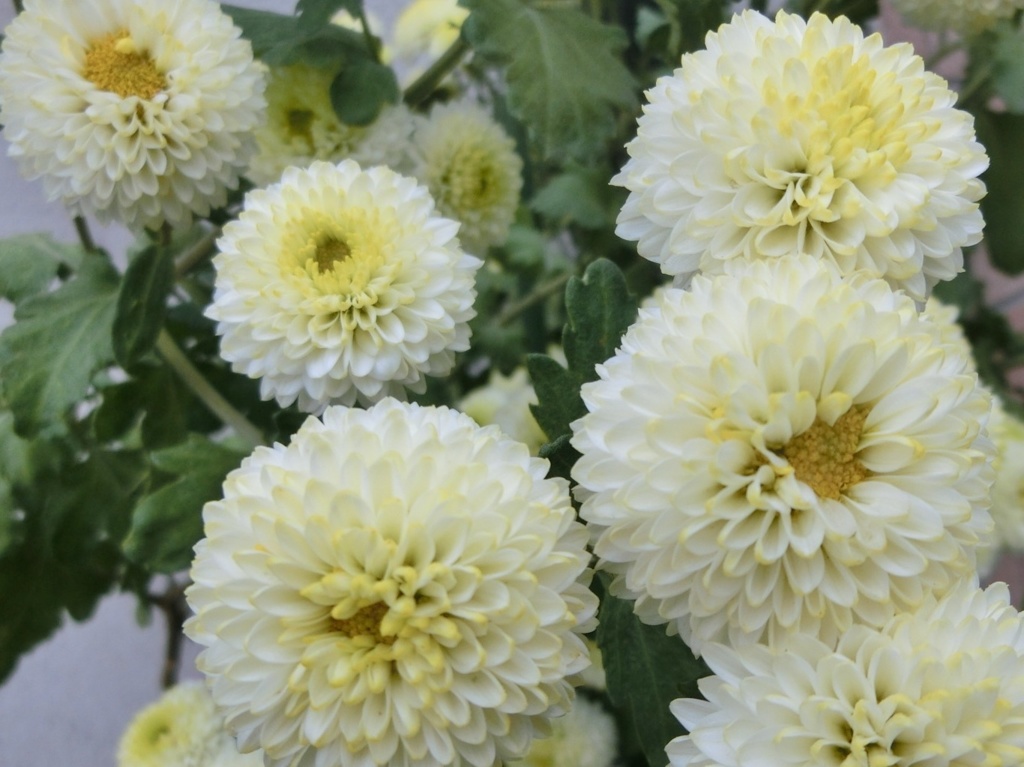 菊17