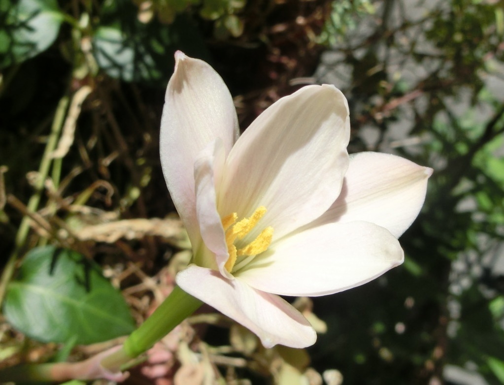 ゼフィランサスB