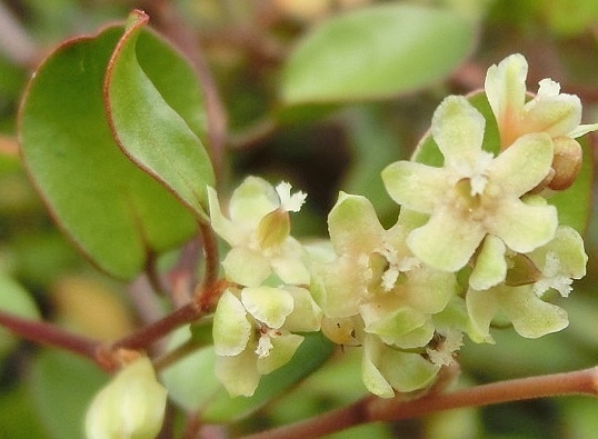 ワイヤープランツC