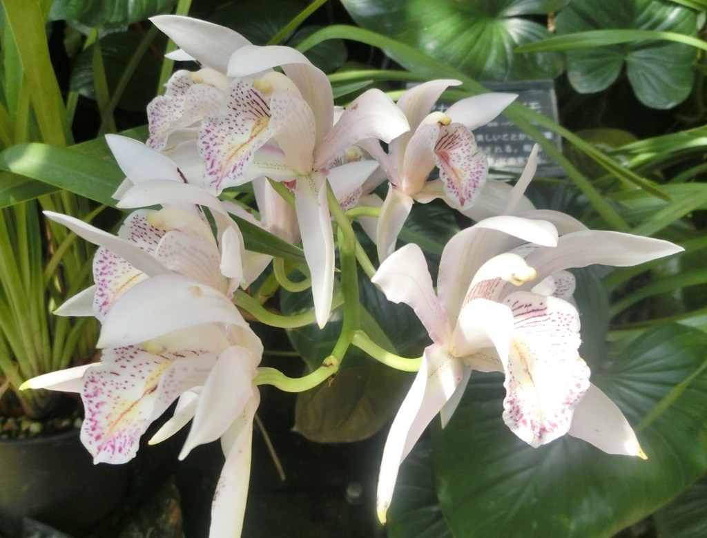 シンビディウム・エブルネウムA