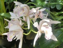 シンビディウム・エブルネウムA