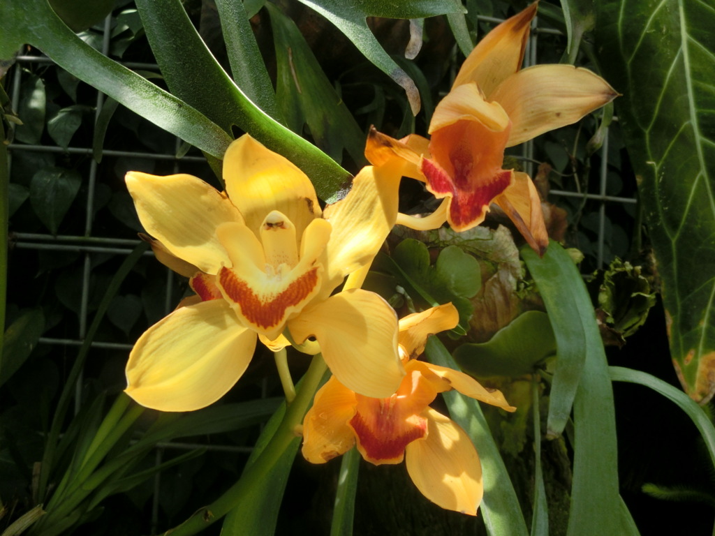 シンビジューム