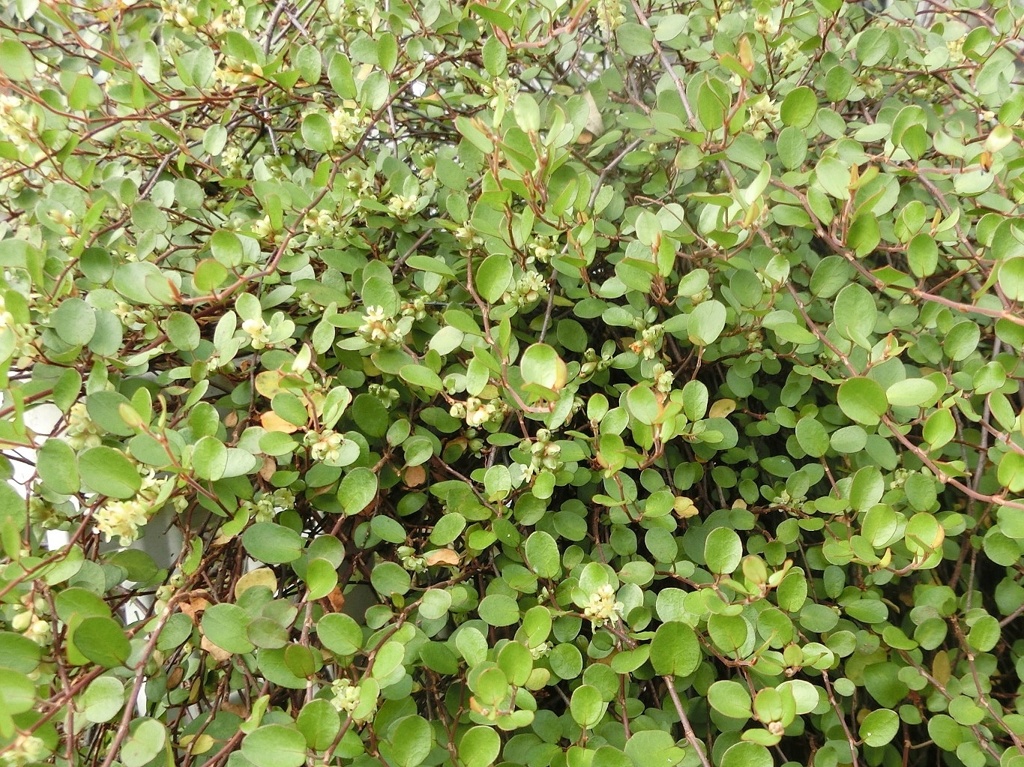 ワイヤープランツB