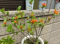 バーチェリア・ブバリナB