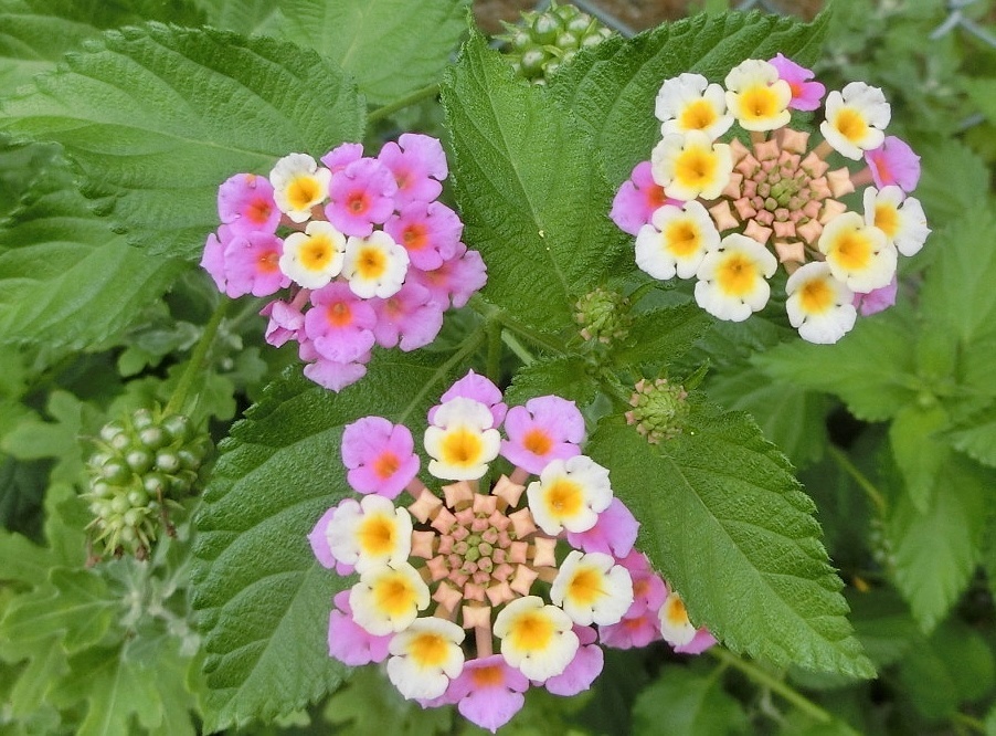 ランタナK