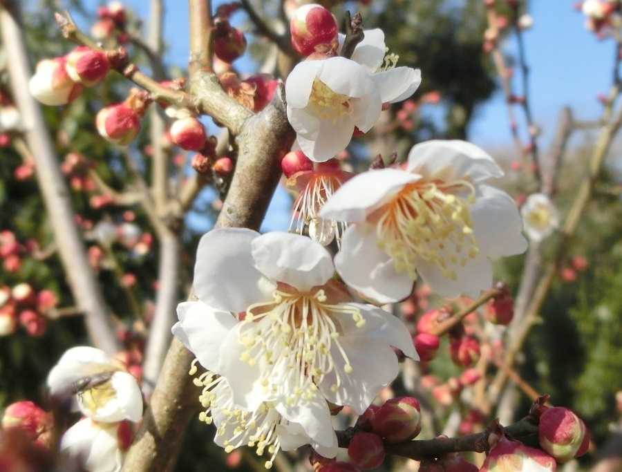 ホウリュウカクA