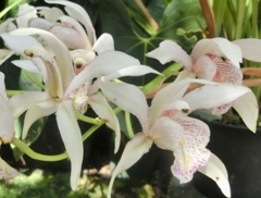 シンビディウム・エブルネウムB