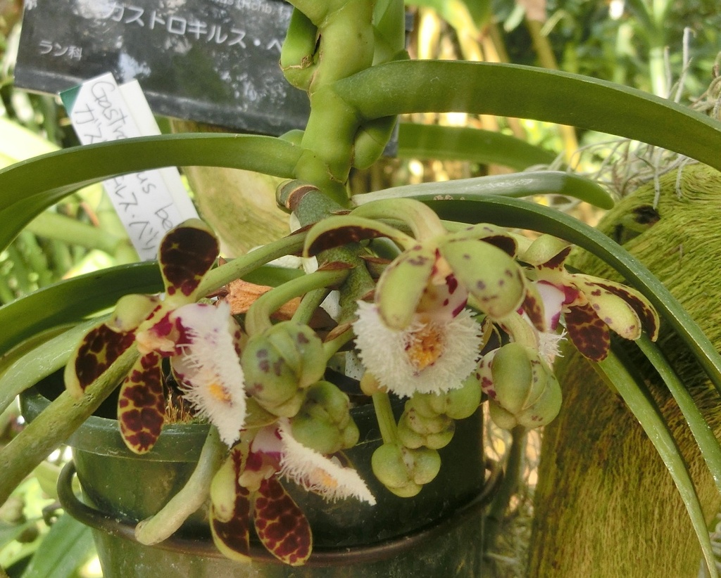 ガストロキルス A　