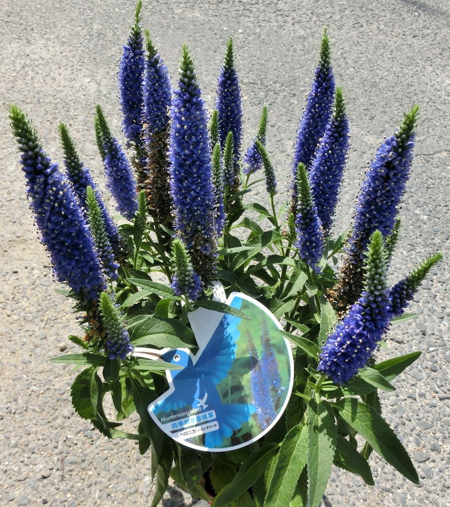 ベロニカ・ハミングバードA