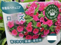 栄養系ペチュニアローズA